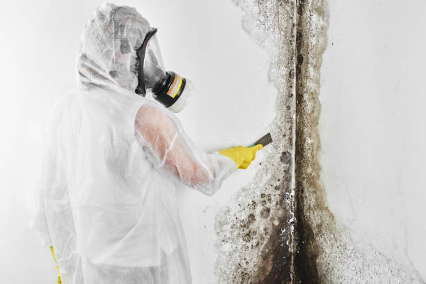 Best Commercial Mold Inspection  in Mineral Point, WI