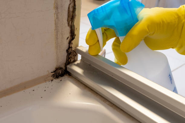 Best Mold Damage Restoration  in Mineral Point, WI